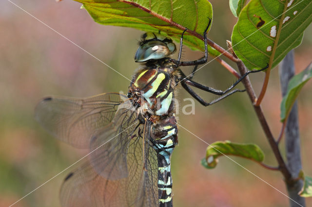 Subarctic Darner (Aeshna subarctica)
