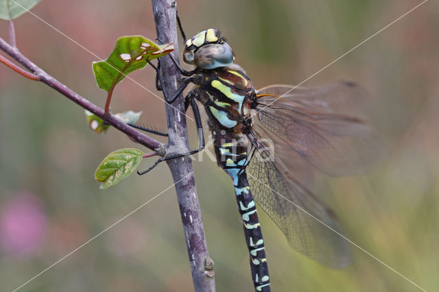 Subarctic Darner (Aeshna subarctica)