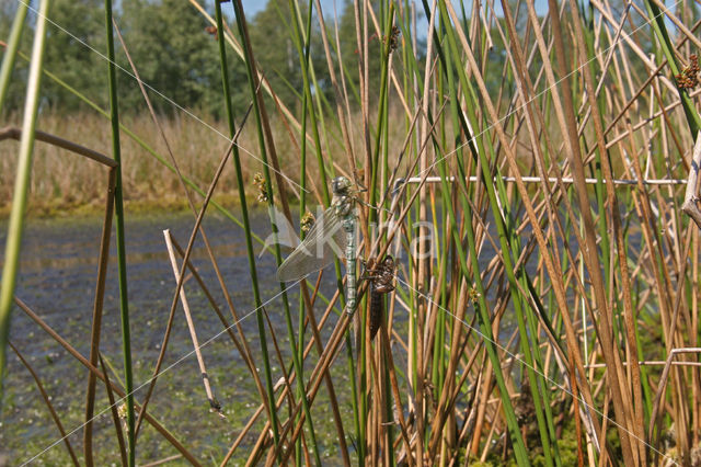 Subarctic Darner (Aeshna subarctica)