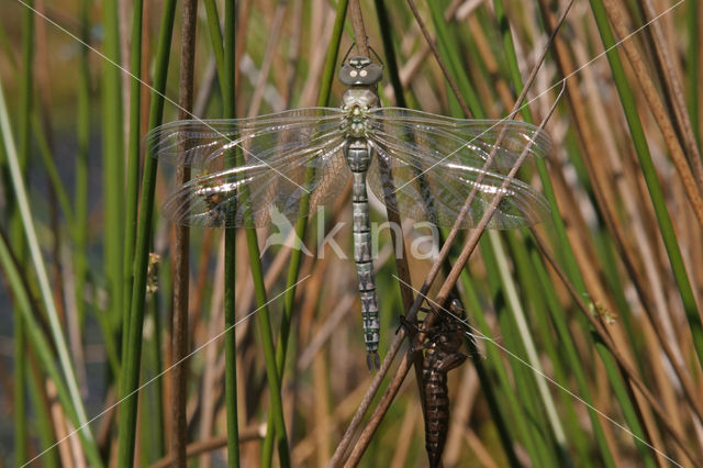 Noordse glazenmaker (Aeshna subarctica)