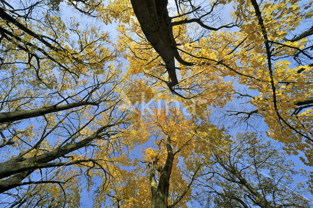 Noorse esdoorn (Acer platanoides)