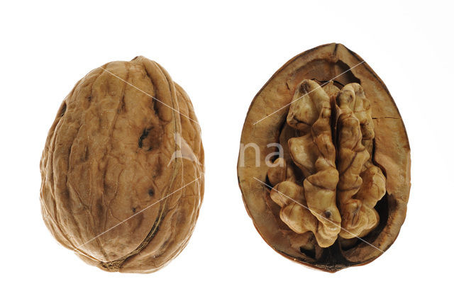 Walnut (Juglans regia)