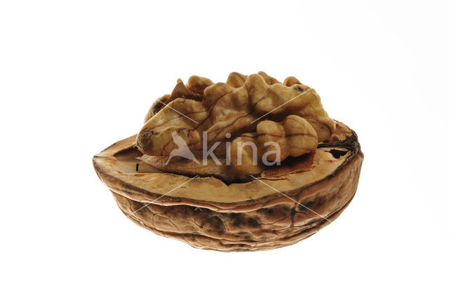 Walnut (Juglans regia)