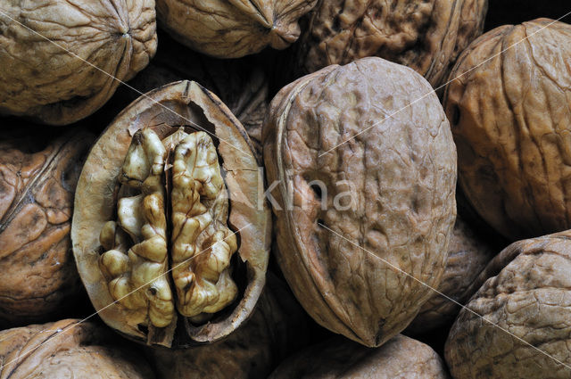 Walnut (Juglans regia)