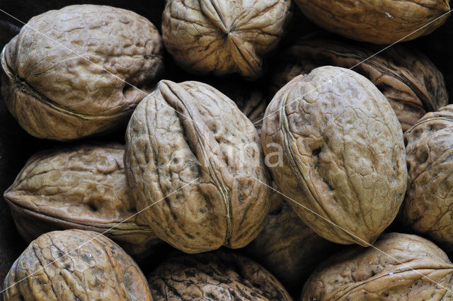 Walnut (Juglans regia)