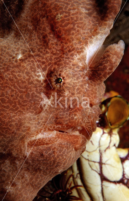 Giant Frogfish (Antennarius commersonii)