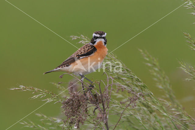 Paapje (Saxicola rubetra)