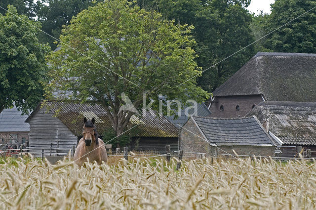 Horse (Equus spp)