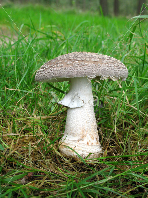 Parelamaniet (Amanita rubescens)