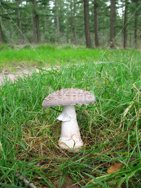 Parelamaniet (Amanita rubescens)