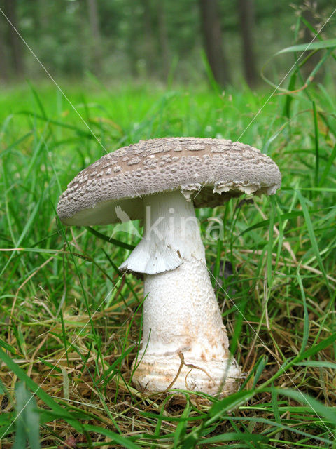 The Blusher (Amanita rubescens)