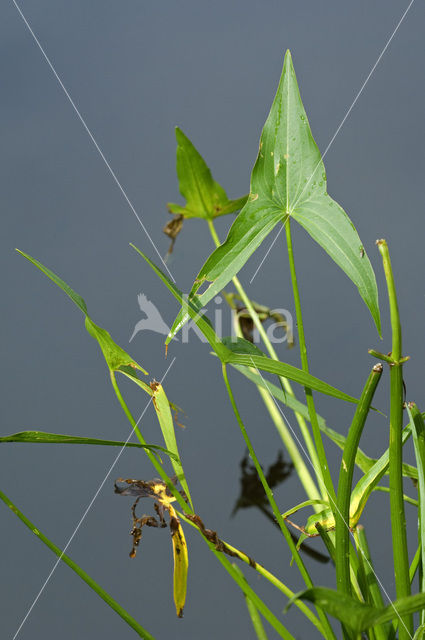 Arrowhead (Sagittaria sagittifolia)