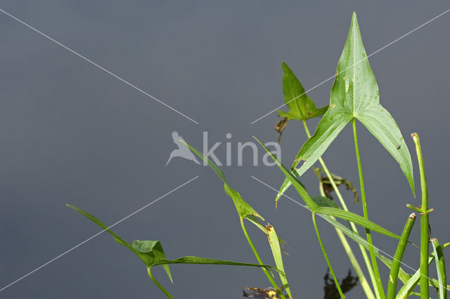 Arrowhead (Sagittaria sagittifolia)