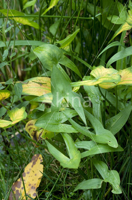 Arrowhead (Sagittaria sagittifolia)