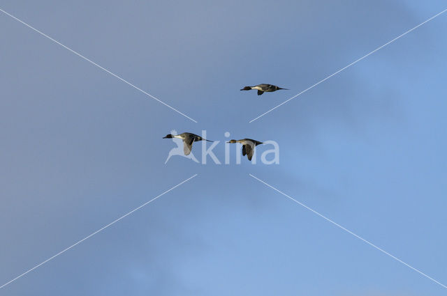 Northern Pintail (Anas acuta)