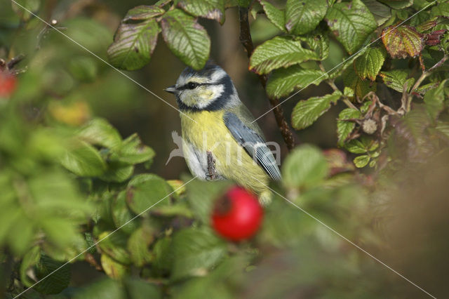 Blue Tit (Parus caeruleus)