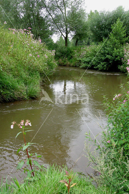 Indian Balsam (Impatiens glandulifera)