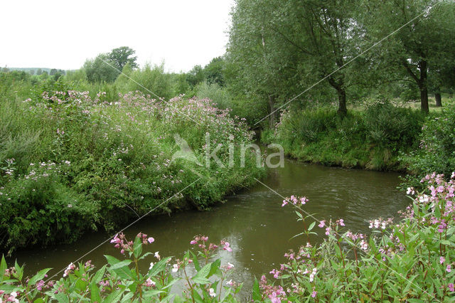 Indian Balsam (Impatiens glandulifera)