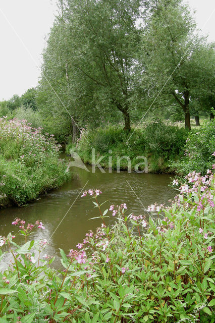 Reuzenbalsemien (Impatiens glandulifera)