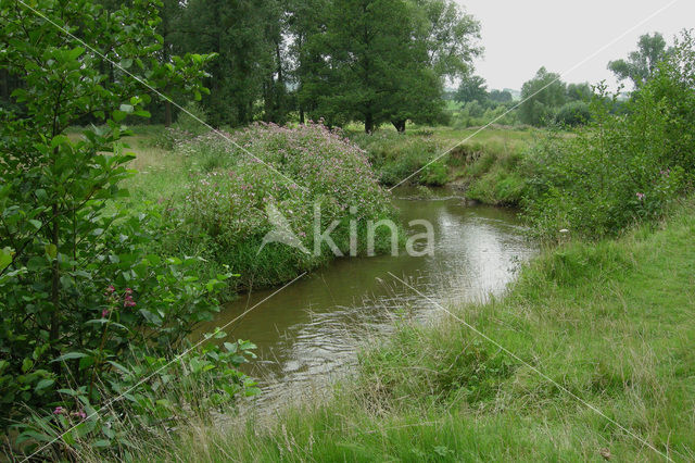 Reuzenbalsemien (Impatiens glandulifera)