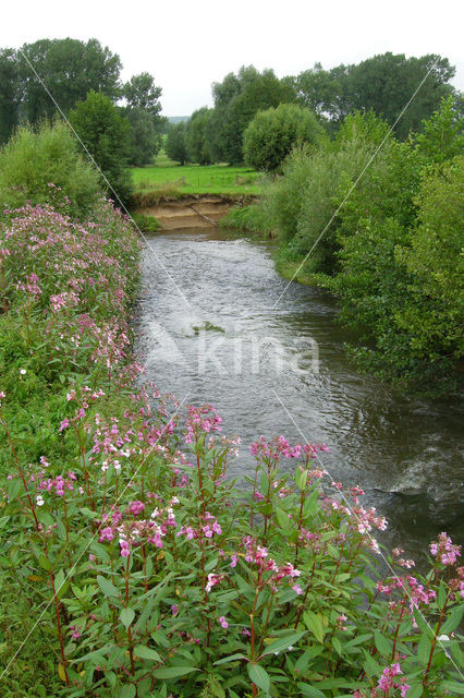 Indian Balsam (Impatiens glandulifera)