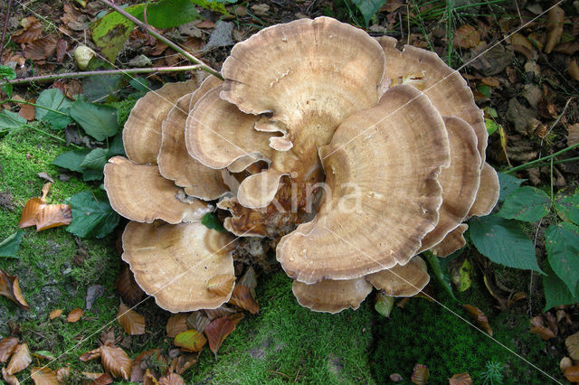 Giant Polypore (Meripilus giganteus)