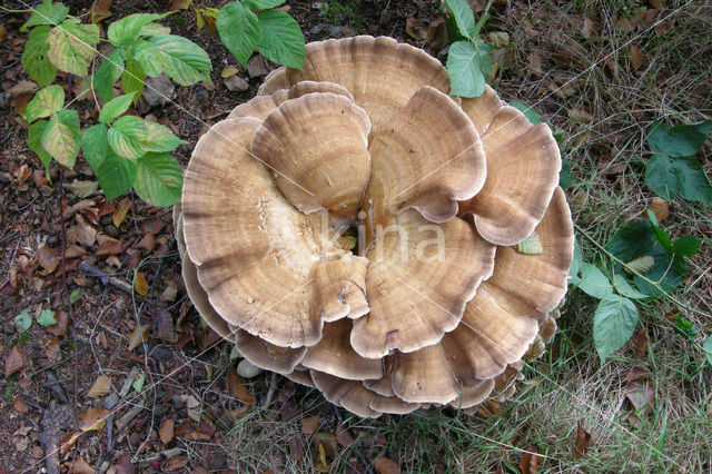 Giant Polypore (Meripilus giganteus)