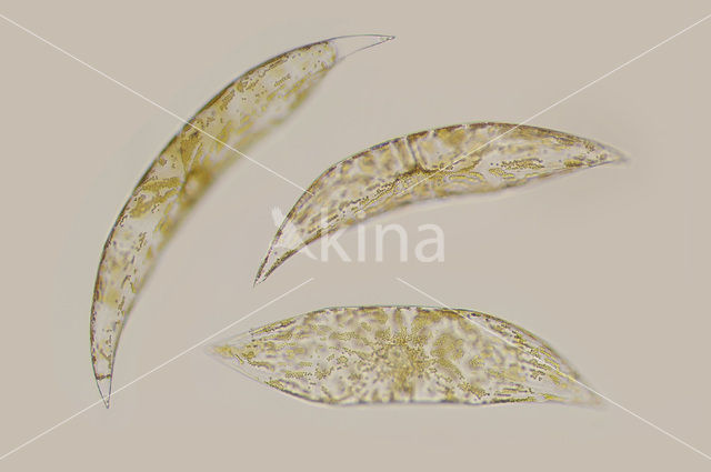 Rhizosolenia robusta
