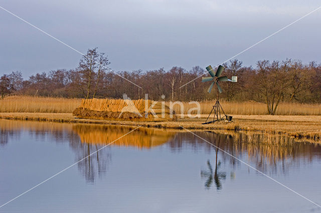 Common Reed (Phragmites australis)