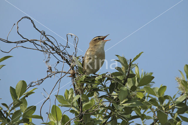 Sedge Warbler (Acrocephalus schoenobaenus)