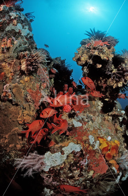 Blotcheye soldierfish (Myripristis murdjan)