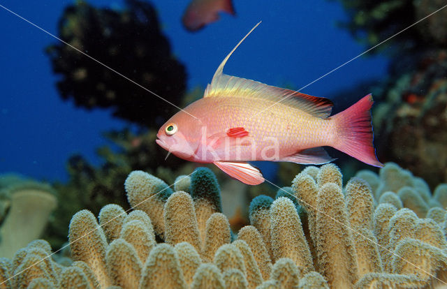 Rode vlaggebaars (Pseudanthias squamipinnis)