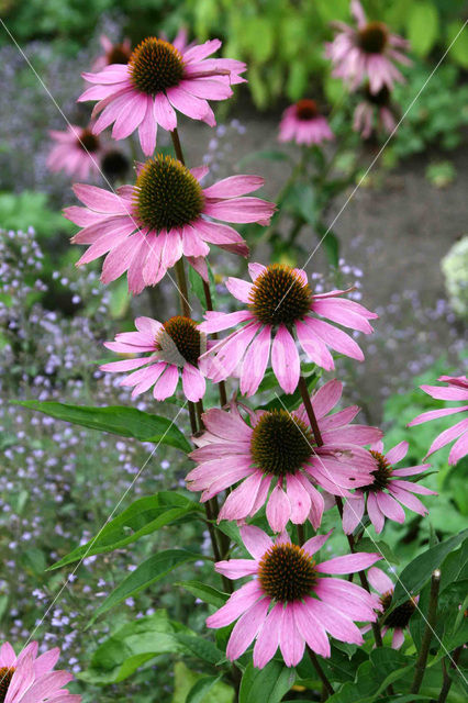 Rode zonnehoed (Echinacea purpurea)