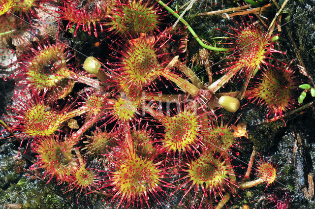 Ronde zonnedauw (Drosera rotundifolia)