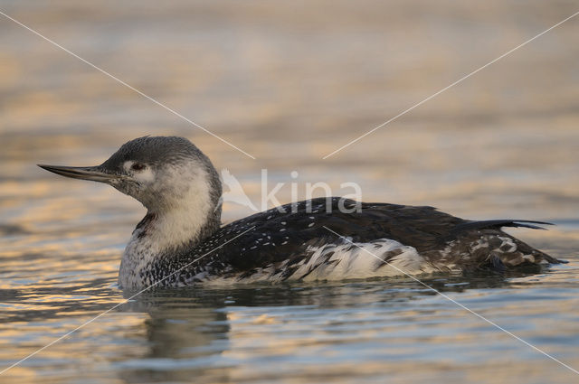 Red-throated Loon