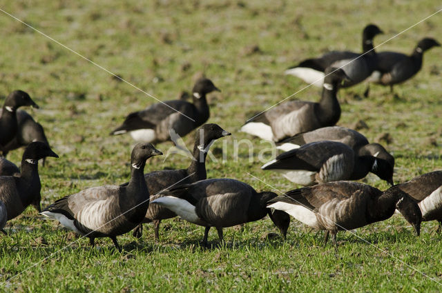 Rotgans (Branta bernicla)