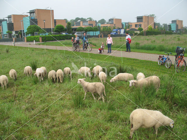 Schaap (Ovis domesticus)