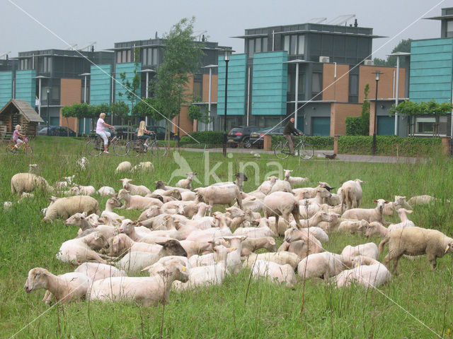 Sheep (Ovis domesticus)