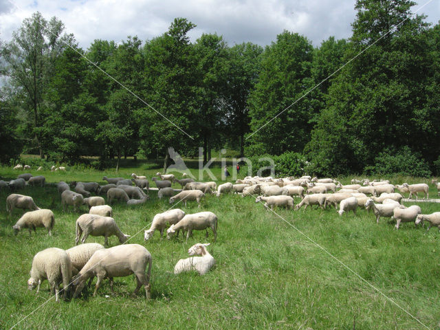 Schaap (Ovis domesticus)