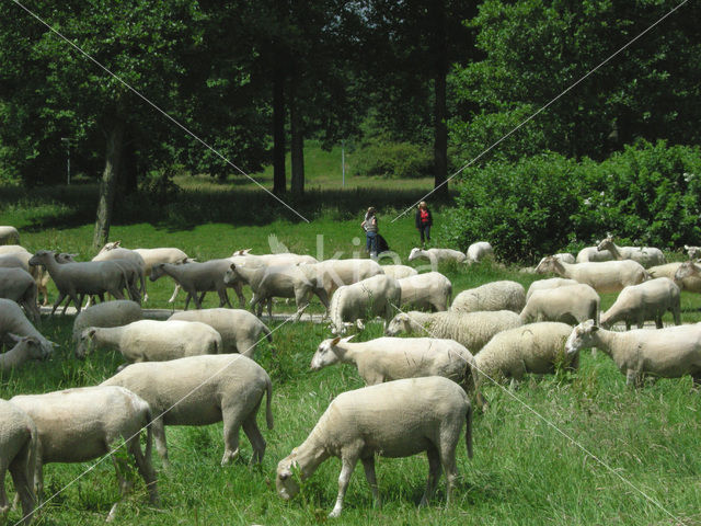 Schaap (Ovis domesticus)