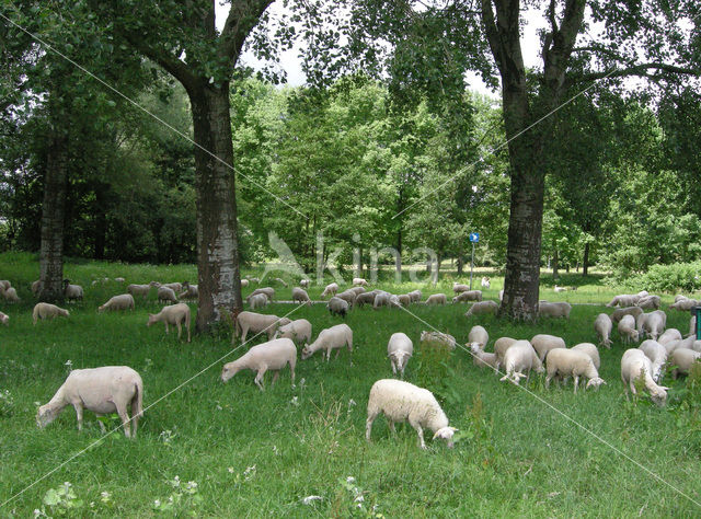 Schaap (Ovis domesticus)