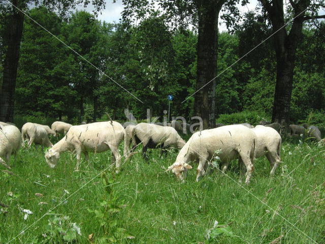 Schaap (Ovis domesticus)