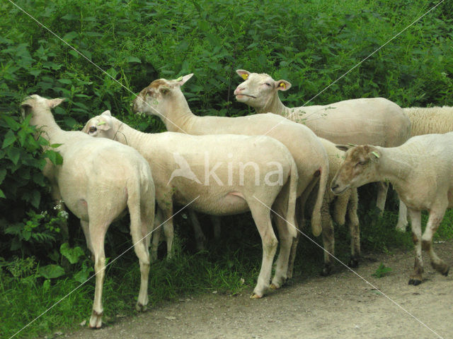 Schaap (Ovis domesticus)