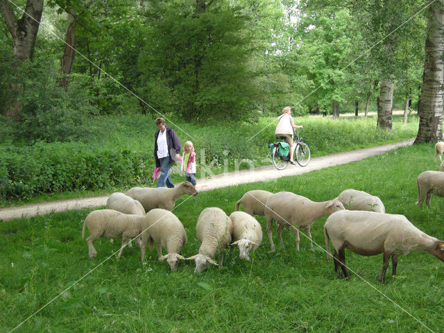 Schaap (Ovis domesticus)