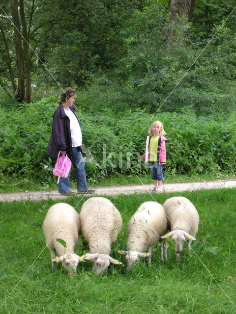 Schaap (Ovis domesticus)