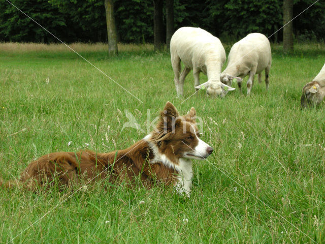 Schaap (Ovis domesticus)