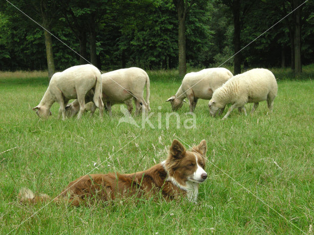 Schaap (Ovis domesticus)