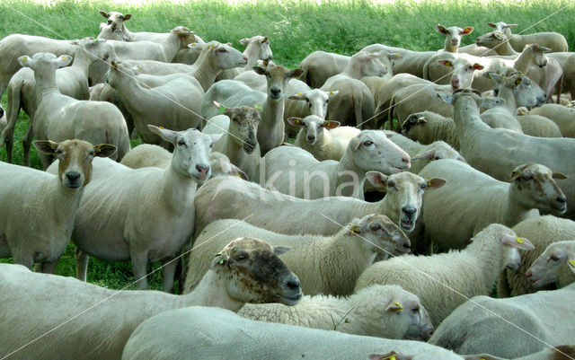 Schaap (Ovis domesticus)