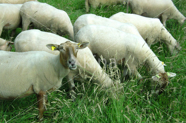Sheep (Ovis domesticus)