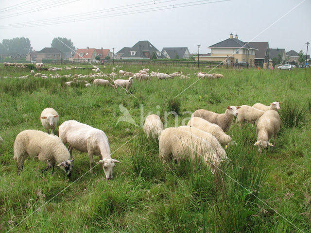 Schaap (Ovis domesticus)